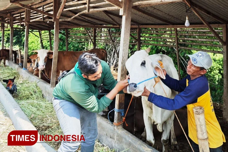 Baznas Gandeng Peternak Mustahik Lamongan untuk Pasokan Hewan Kurban Idul Adha
