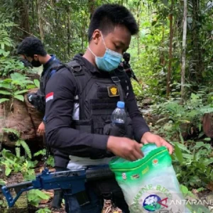 Bea Cukai Jayapura Gagalkan Penyederetan 2,1 Kg Ganja di Pos Lintas Batas Negara Skouw