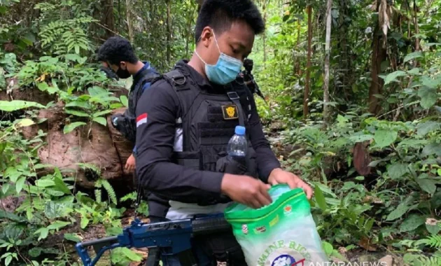 Bea Cukai Jayapura Gagalkan Penyederetan 2,1 Kg Ganja di Pos Lintas Batas Negara Skouw