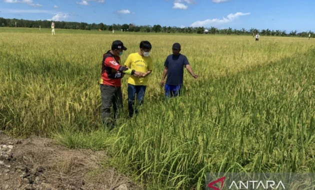 Bermalam di Lumbung Harapan demi Menjaga Senyum Petani Bermalam di Lumbung Harapan demi Menjaga Senyum Petani