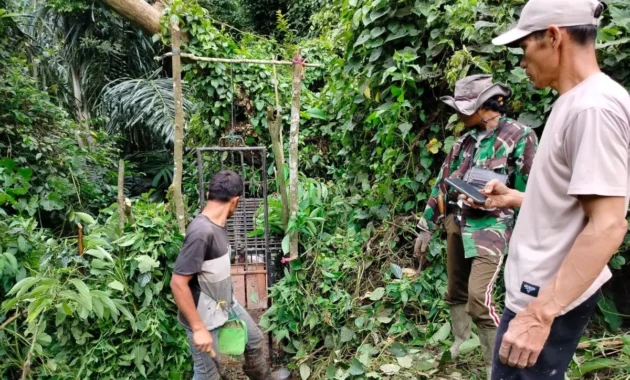 BKSDA Sumbar Pasang Kandang Jebak Evakuasi Harimau di Agam