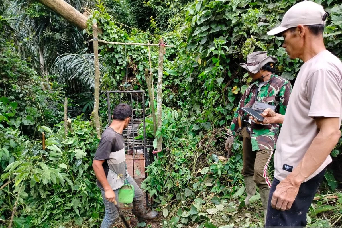 BKSDA Sumbar Pasang Kandang Jebak Evakuasi Harimau di Agam