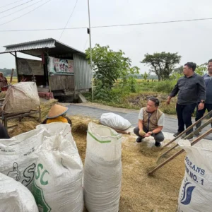 Bulog Serap 8.700 Ton Beras Petani Sulawesi Tengah hingga Mei 2026