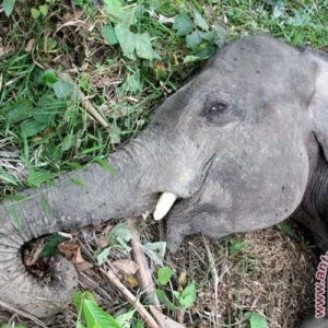 Buntut Kematian Gajah di Bengkulu, Menhut Tegaskan Cabut Dua PBPH Perusahaan