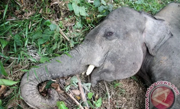 Buntut Kematian Gajah di Bengkulu, Menhut Tegaskan Cabut Dua PBPH Perusahaan