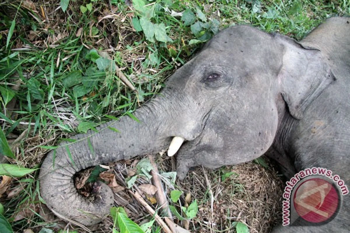 Buntut Kematian Gajah di Bengkulu, Menhut Tegaskan Cabut Dua PBPH Perusahaan