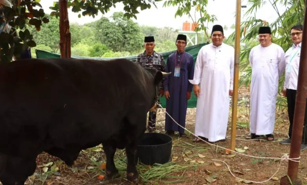Bupati Bintan Serahkan Sapi Kurban dari Presiden Prabowo