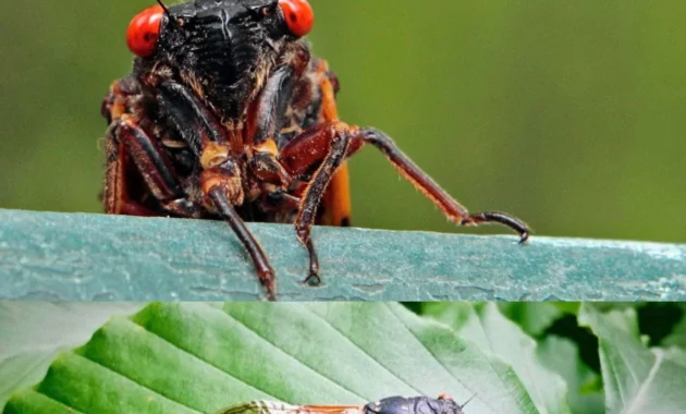 Cicada: Varian Baru Covid-19 yang Menjadi Sorotan – Apa yang Perlu Anda Ketahui? Cicada: Varian Baru Covid-19 yang Menjadi Sorotan – Apa yang Perlu Anda Ketahui?