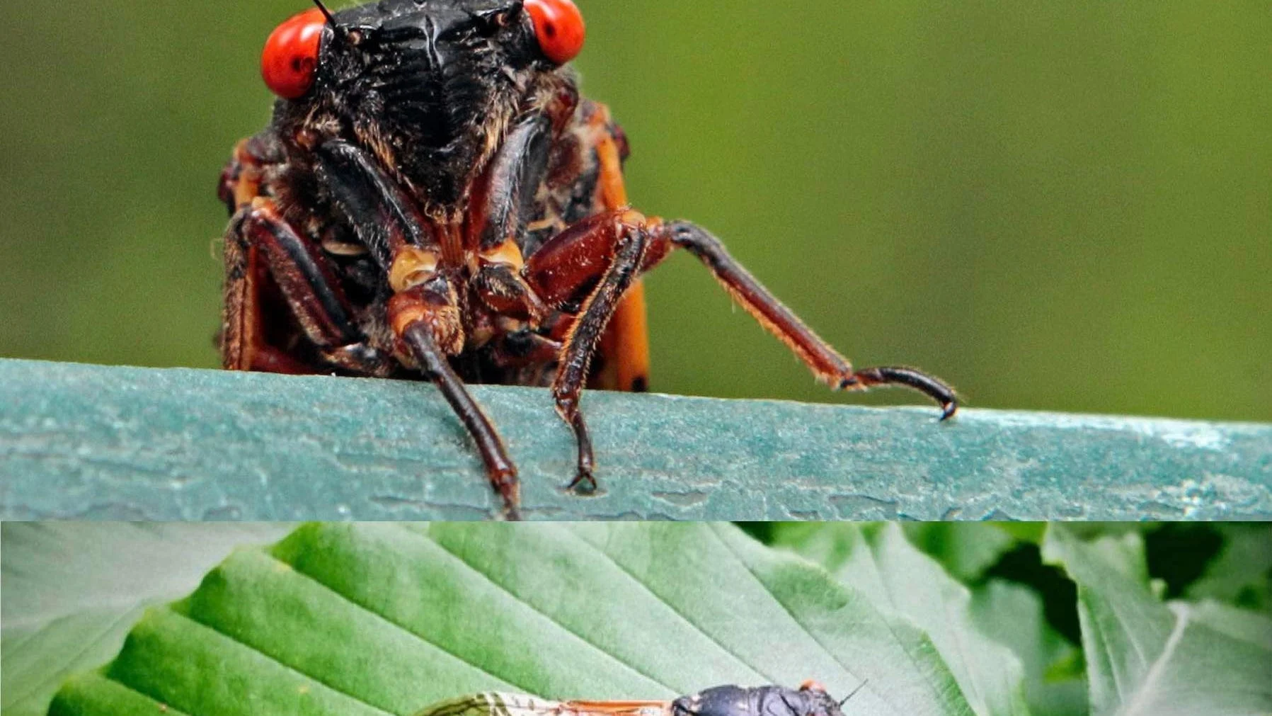 Cicada: Varian Baru Covid-19 yang Menjadi Sorotan – Apa yang Perlu Anda Ketahui?