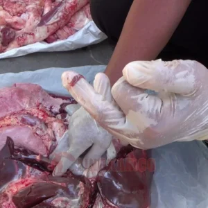 DKPPP Temanggung Amankan Daging Kurban Terdeteksi Cacing Hati