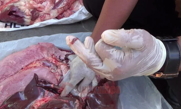 DKPPP Temanggung Amankan Daging Kurban Terdeteksi Cacing Hati