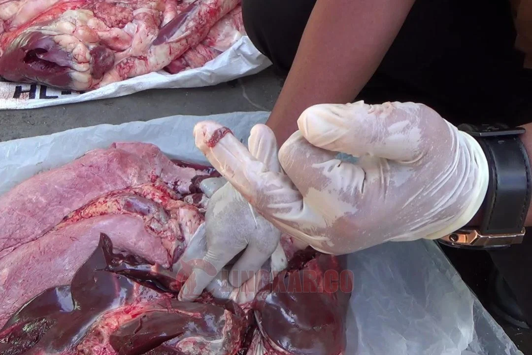 DKPPP Temanggung Amankan Daging Kurban Terdeteksi Cacing Hati