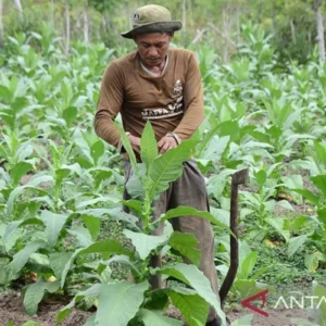 GAPPRI Nilai Langkah Pemerintah Pertahankan Tarif Cukai Bantu Industri Tembakau