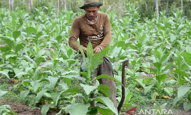 GAPPRI Nilai Langkah Pemerintah Pertahankan Tarif Cukai Bantu Industri Tembakau GAPPRI Nilai Langkah Pemerintah Pertahankan Tarif Cukai Bantu Industri Tembakau