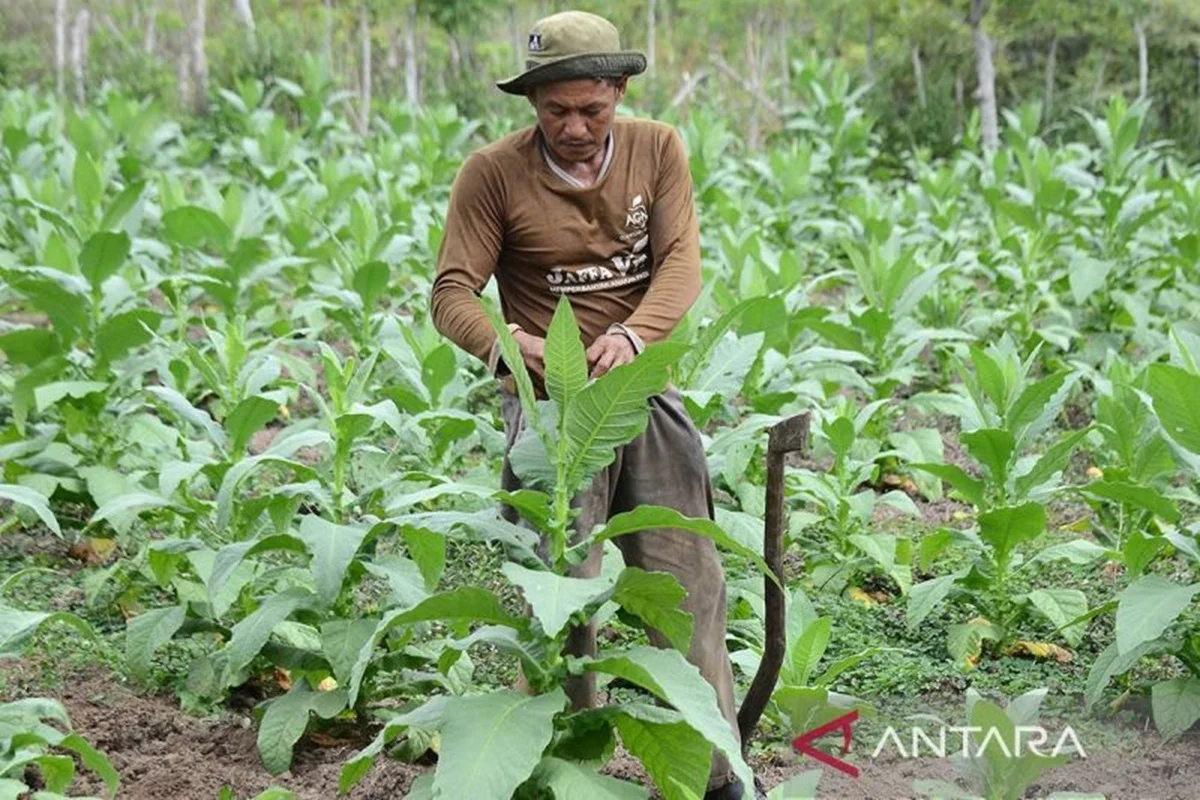 GAPPRI Nilai Langkah Pemerintah Pertahankan Tarif Cukai Bantu Industri Tembakau