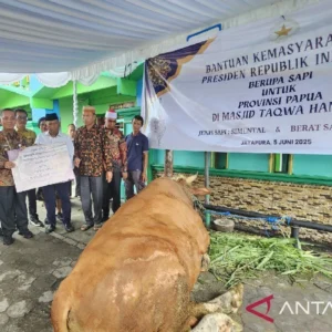 Golkar Sebut Bantuan 1.098 Ekor Sapi Kurban Presiden Prabowo Bukan Kepentingan Pribadi, Tapi Banpres untuk Rakyat