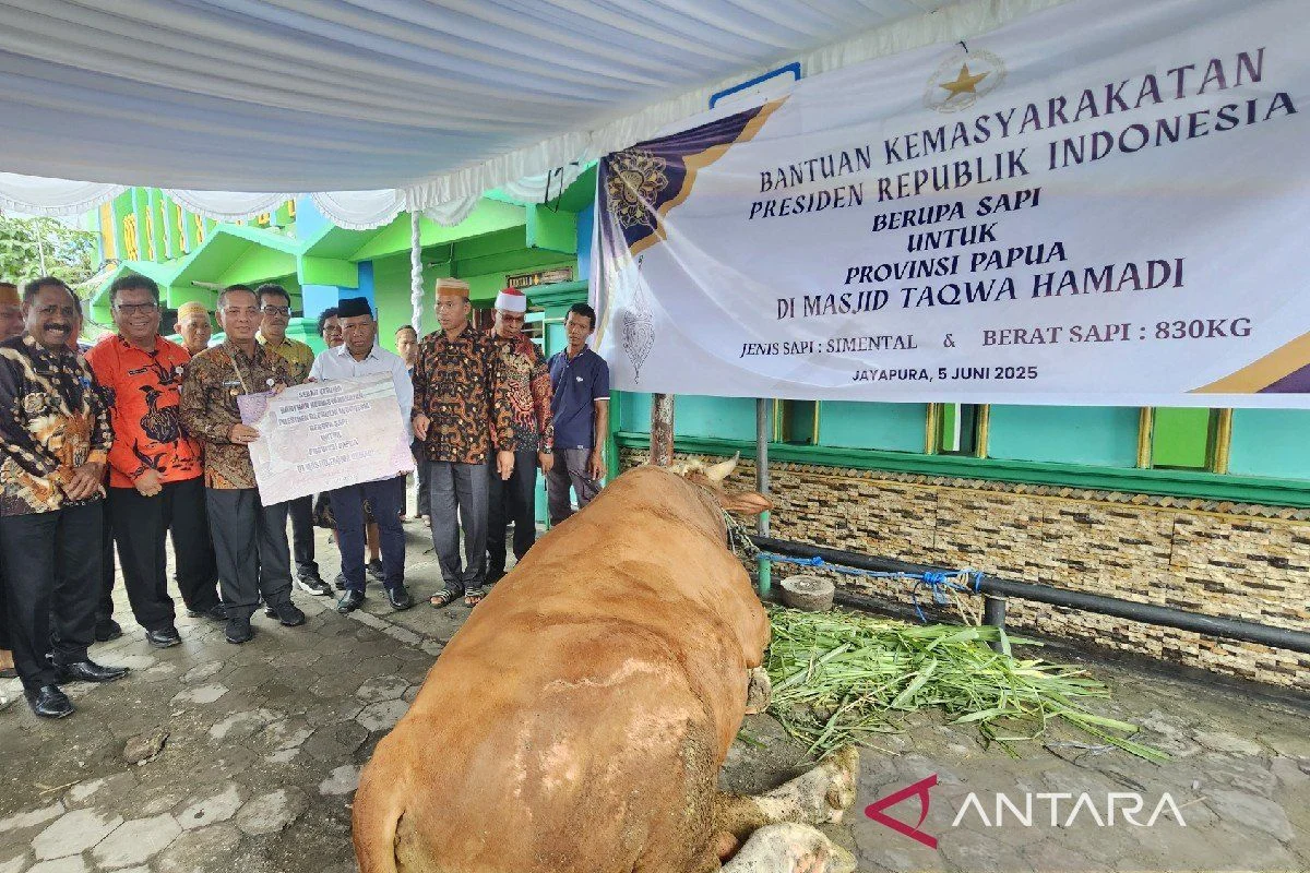 Golkar Sebut Bantuan 1.098 Ekor Sapi Kurban Presiden Prabowo Bukan Kepentingan Pribadi, Tapi Banpres untuk Rakyat
