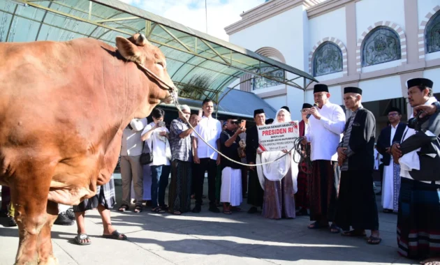Gubernur Gorontalo Serahkan Sapi Kurban Bantuan Presiden di UNG Gubernur Gorontalo Serahkan Sapi Kurban Bantuan Presiden di UNG