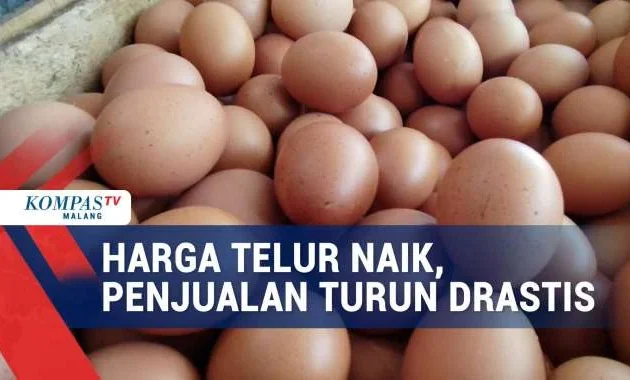 Harga Telur Magetan Turun Drastis, BGN Desak SPPG Jawa Timur Tambah Menu Telur di MBG