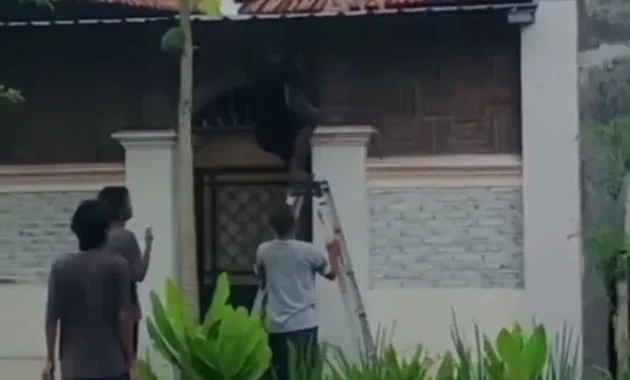 Heboh Balita di Atap Rumah NTB: Kejutan Mencekam Bikin Keluarga Panik