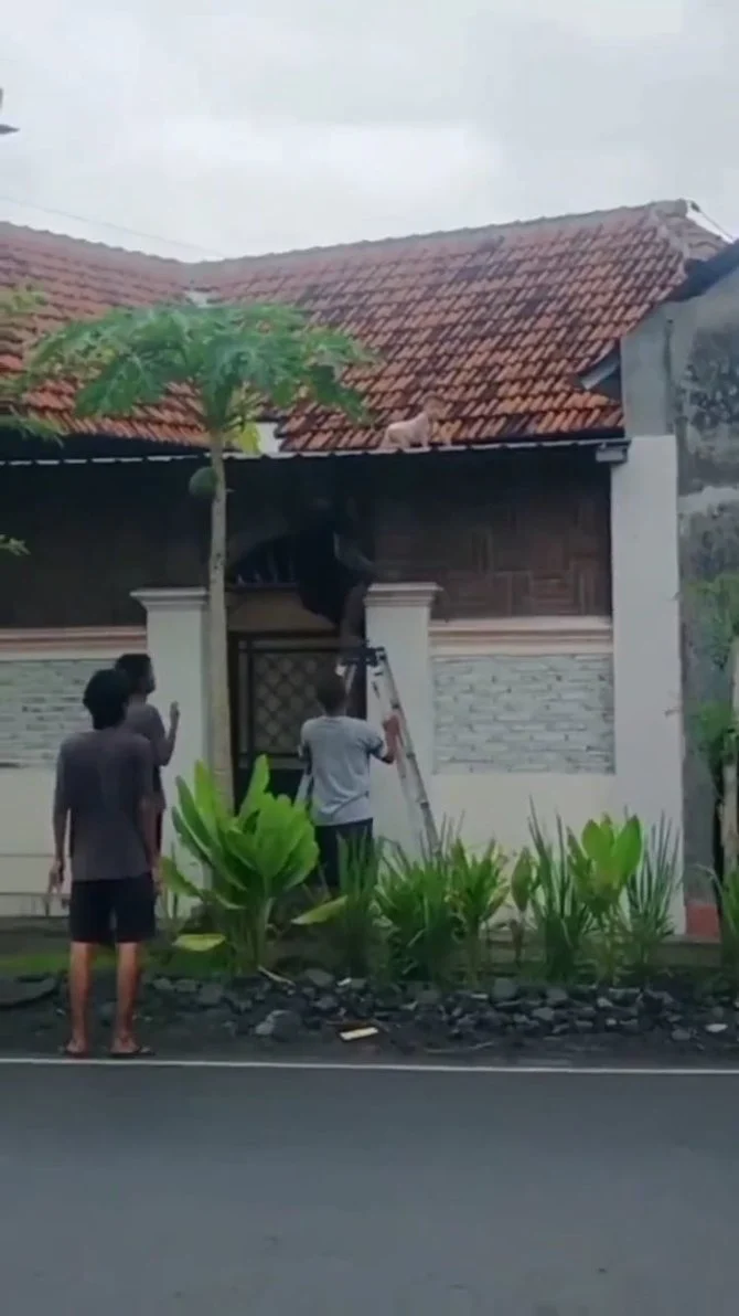 Heboh Balita di Atap Rumah NTB: Kejutan Mencekam Bikin Keluarga Panik
