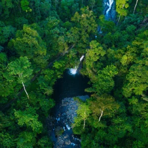 Hutan Papua Pegunungan: Penjaga Keseimbangan Ekosistem Bumi