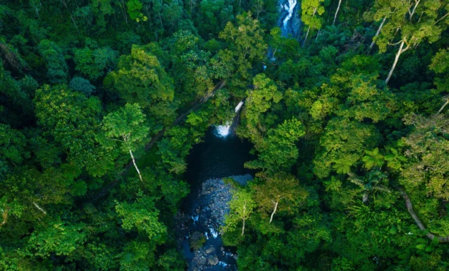 Hutan Papua Pegunungan: Penjaga Keseimbangan Ekosistem Bumi Hutan Papua Pegunungan: Penjaga Keseimbangan Ekosistem Bumi