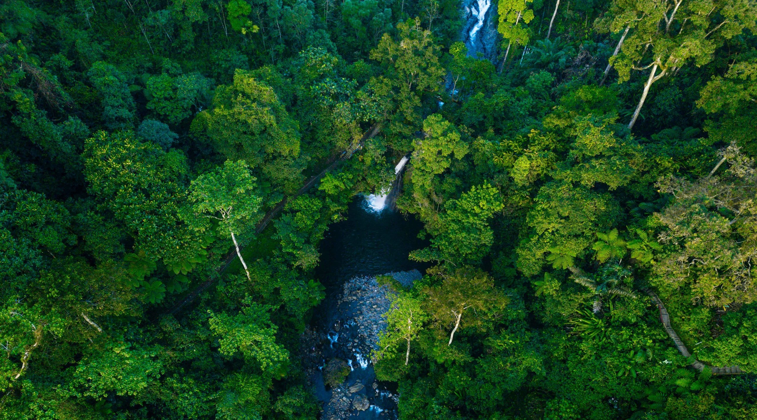 Hutan Papua Pegunungan: Penjaga Keseimbangan Ekosistem Bumi