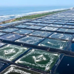 Industri Udang Modern Kebumen Jadi Model Kemandirian Pangan