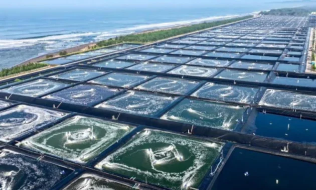 Industri Udang Modern Kebumen Jadi Model Kemandirian Pangan