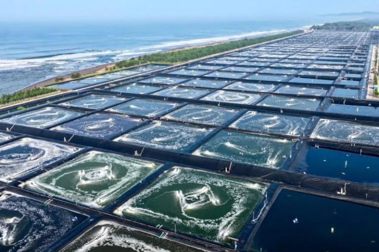 Industri Udang Modern Kebumen Jadi Model Kemandirian Pangan