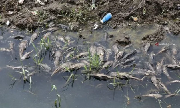 Invasi Ikan Sapu‑Sapu dan Ancaman Mikroplastik: Krisis Ekosistem Sungai dan Danau di Indonesia