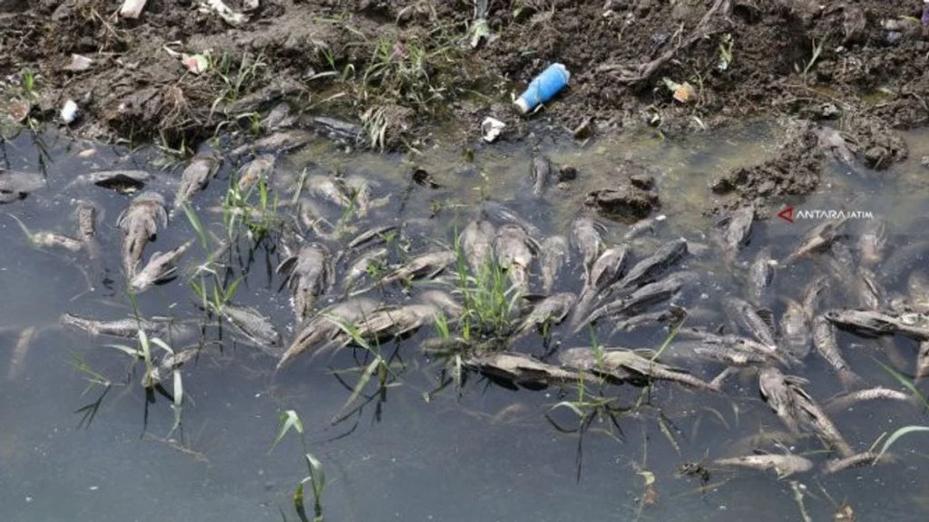 Invasi Ikan Sapu‑Sapu dan Ancaman Mikroplastik: Krisis Ekosistem Sungai dan Danau di Indonesia