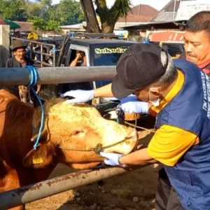 Jelang Idul Adha, Solo Perketat Pengawasan Hewan Kurban di Lima Area