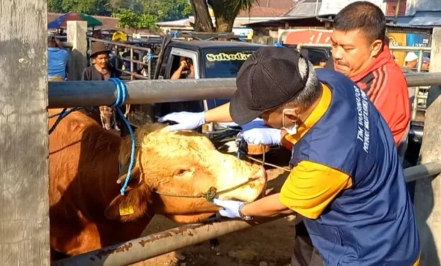 Jelang Idul Adha, Solo Perketat Pengawasan Hewan Kurban di Lima Area Jelang Idul Adha, Solo Perketat Pengawasan Hewan Kurban di Lima Area