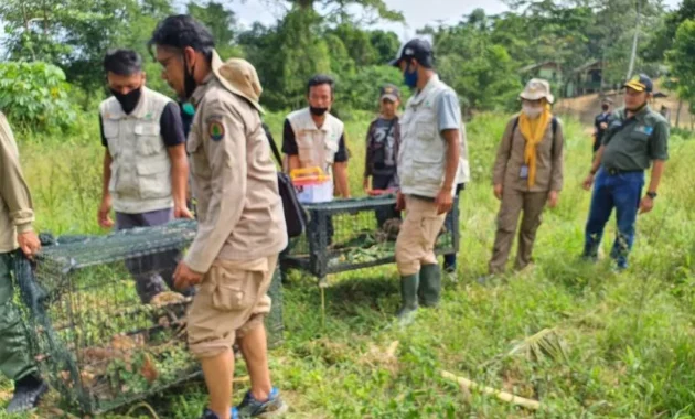Karantina Lampung Gagalkan Penyeludupan 620 Satwa Liar