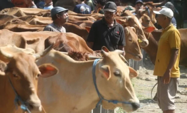 Kebijakan Satu Arah Barantin: 275 Sapi Kupang Masuk Jakarta, Lalu Lintas Kurban Naik 70% Menjelang Idul Adha 2026