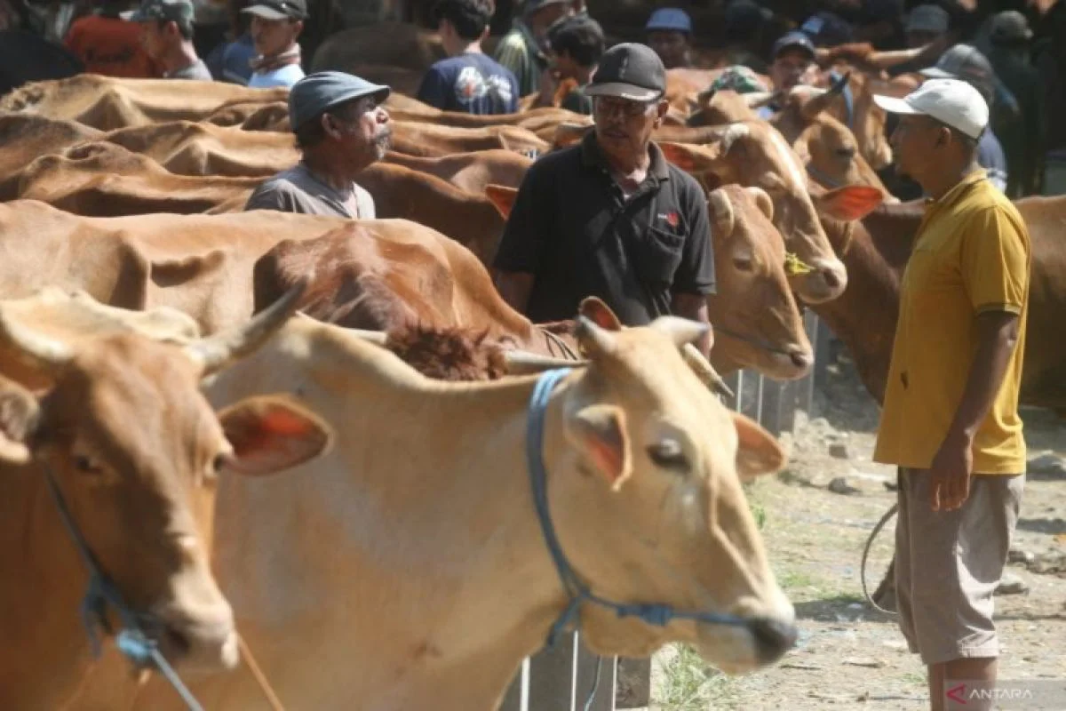 Kebijakan Satu Arah Barantin: 275 Sapi Kupang Masuk Jakarta, Lalu Lintas Kurban Naik 70% Menjelang Idul Adha 2026