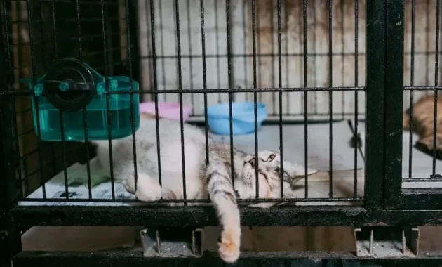 Kejadian Aneh di China: Pejalan Kaki Menghentikan Langkah Saat Melihat Kucing dalam Pod Kaca