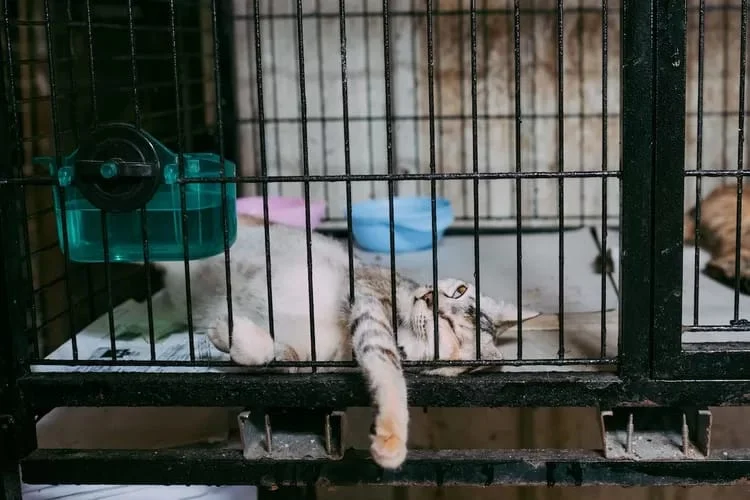 Kejadian Aneh di China: Pejalan Kaki Menghentikan Langkah Saat Melihat Kucing dalam Pod Kaca
