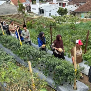 Kemenko PM Dorong Petani Kecil Mandiri Lewat Kolaborasi