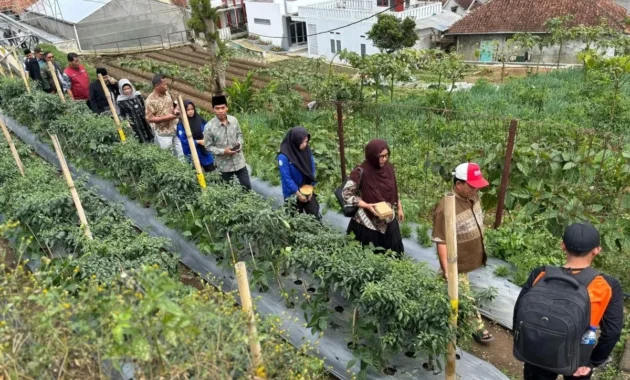 Kemenko PM Dorong Petani Kecil Mandiri Lewat Kolaborasi Kemenko PM Dorong Petani Kecil Mandiri Lewat Kolaborasi