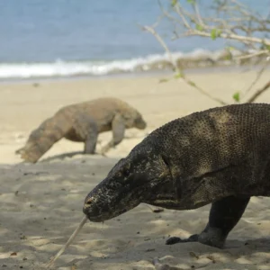 Kemenpar: Pelestarian komodo secara ex situ perlu dirancang matang