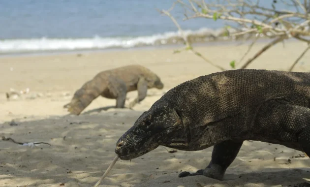 Kemenpar: Pelestarian komodo secara ex situ perlu dirancang matang