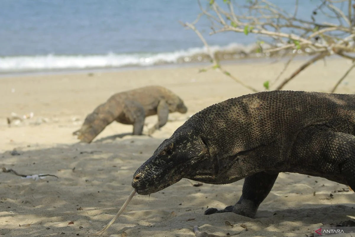 Kemenpar: Pelestarian komodo secara ex situ perlu dirancang matang
