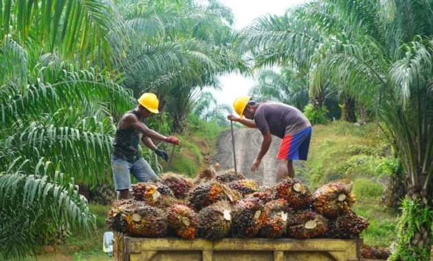 Ketahanan Energi Jadi Fokus Pengelolaan Industri Kelapa Sawit
