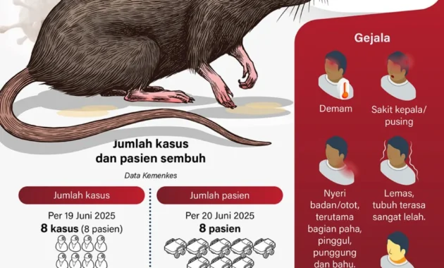 Ketahui Penularan Utama Virus Hanta dari Tikus ke Manusia