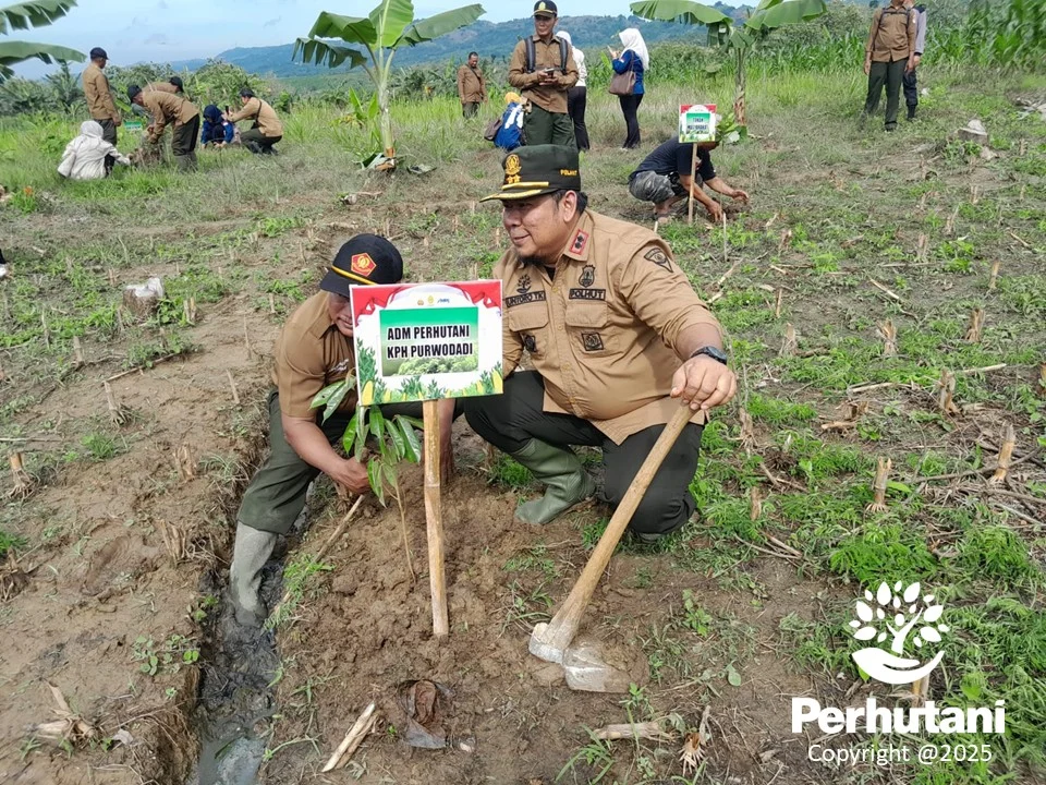 Komitmen Lindungi Hutan, Perhutani Tanam 357 Juta Bibit Pohon Jaga Kelestarian Alam