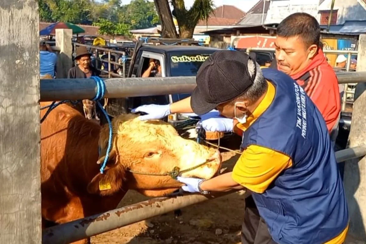 KPKP DKI Perketat Pengawasan Hewan Kurban Jelang Idul Adha
