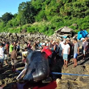 Leva Nuang: Ritual Sakral Memulai Perburuan Paus di Lamalera, NTT